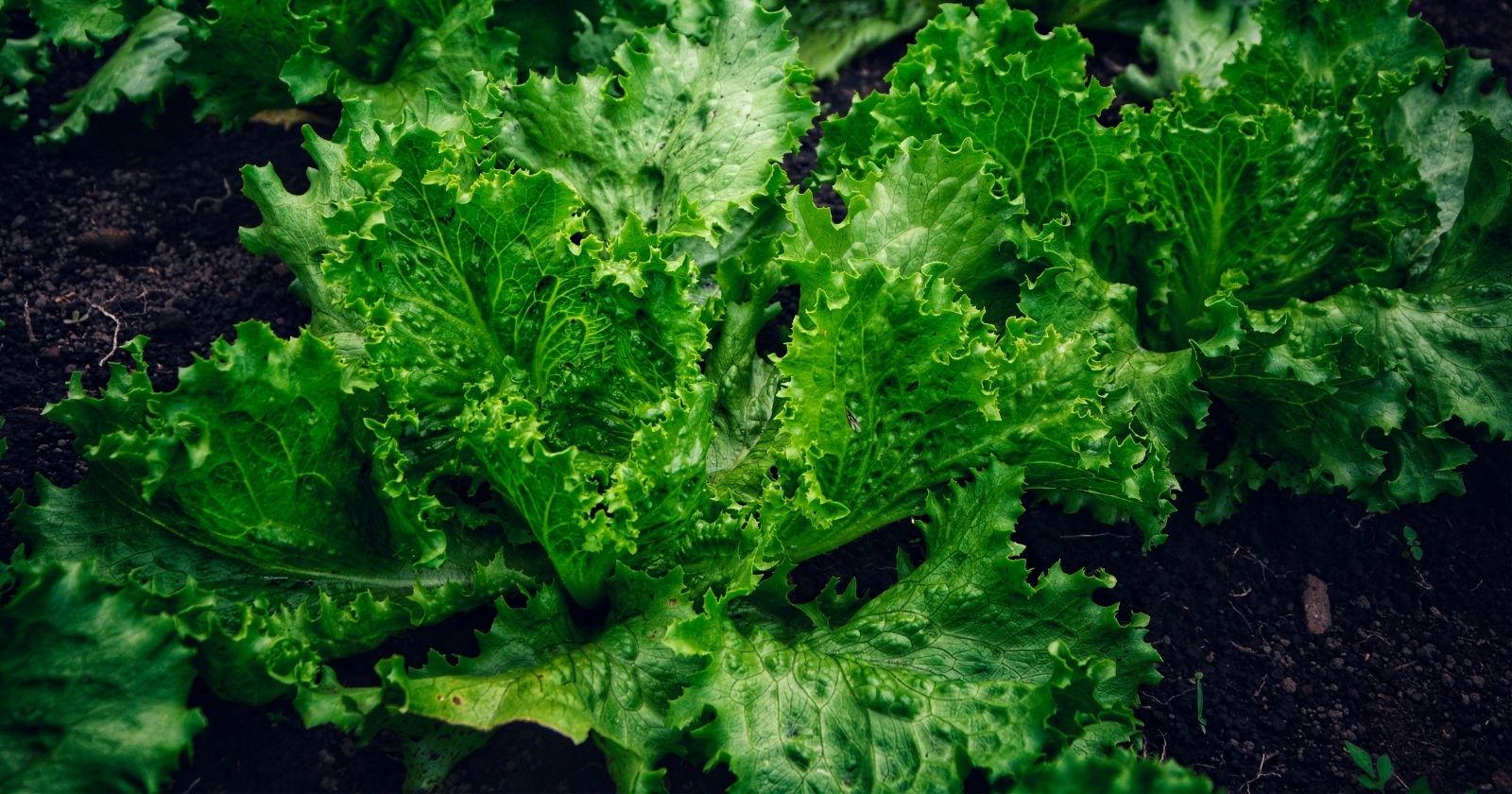 FDA's Food Traceability Public Meeting: Recap and Signals for Industry ...